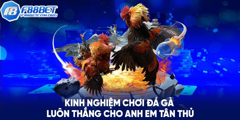 Kinh nghiệm chơi đá gà luôn thắng cho các anh em tân thủ